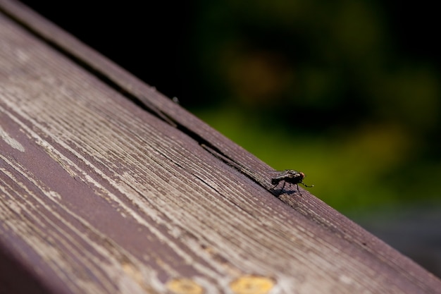 Wide angle shot of a black fly standing on a wooden surface