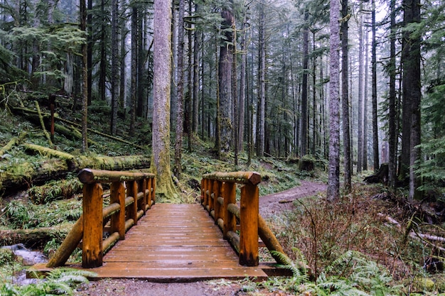 Wide angle shot of a bridge in the woods surrounded by trees