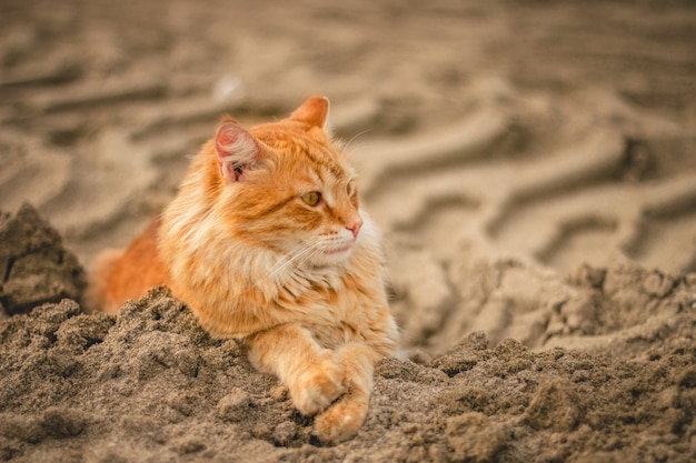 Wide angle shot of a cat lying down on sand during daytime