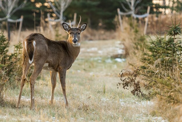 Wide angle shot of a deer standing on a dry grassland surrounded by yellow and brown plants