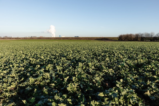 Free Photo wide angle shot of a field of crops growing during daytime