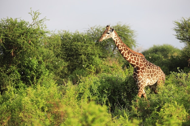 Free Photo wide angle shot of a masai giraffe next to trees in tsavo east nationalpark, kenya, africa