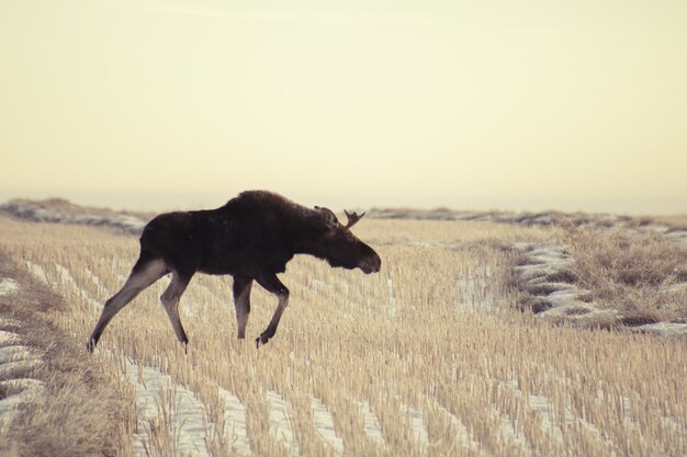 Wide angle shot of a moose walking on a dry field of grass