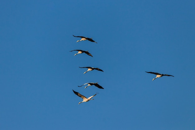 Free Photo wide angle shot of several birds flying under a blue sky