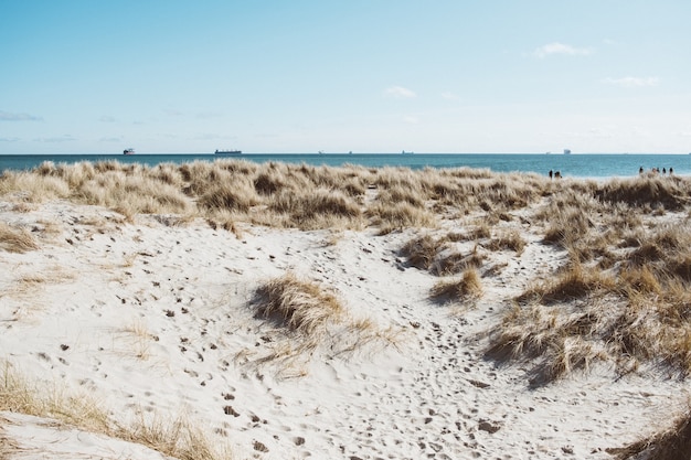 Wide angle shot of the shore surrounded with dry grass under a blue sky