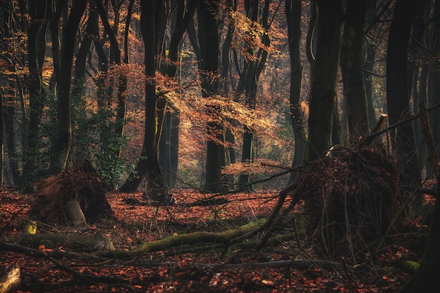 Wide angle shot of tall forest trees with fallen branches during autumn