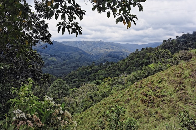 Wide angle shot of trees and forests on a mountain during daytime