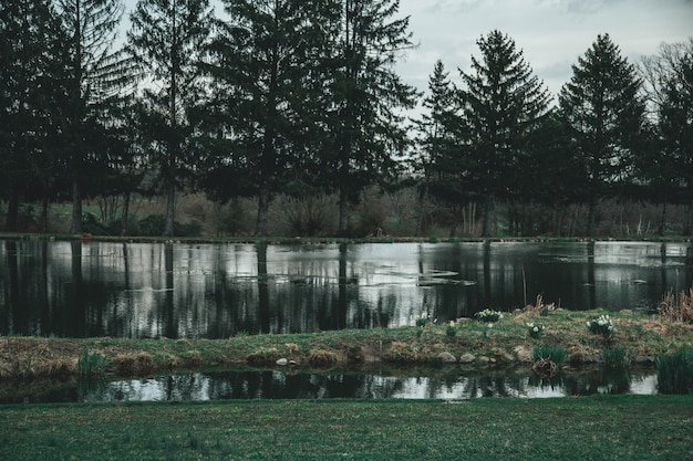 Free Photo wide beautiful shot of a lake surrounded by trees