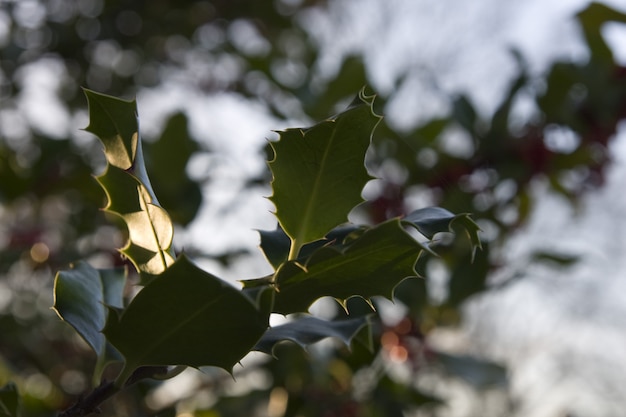 Wide closeup shot of the leaves of a vascular plant