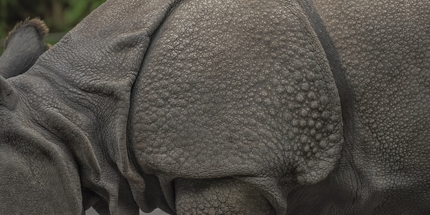 Free photo wide closeup shot of a rhino with a blurred