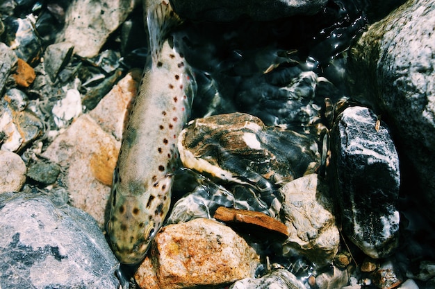 Wide overhead shot of a truit fish among underwater rocks