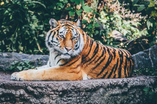 Free Photo wide selective focus shot of an orange tiger on a rocky surface