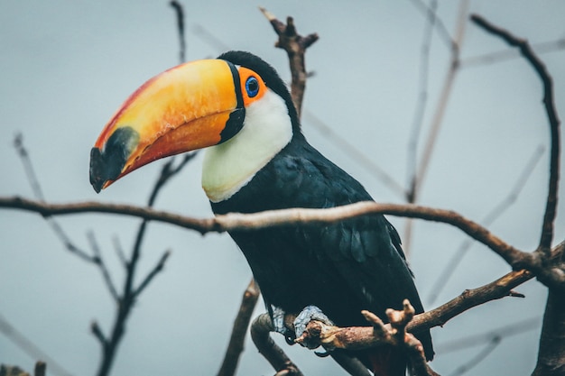 Wide selective focus shot of a toucan on a tree branch