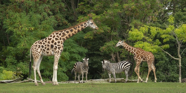 Free photo wide shot of a baby giraffe near its mother and two zebras with green trees