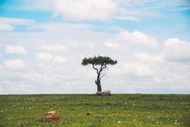 Free photo wide shot of a beautiful isolated single tree in a safari with two zebras grazing the grass near it