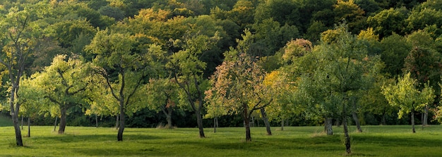 Wide shot of a field covered with grass and full of beautiful trees captured in day time