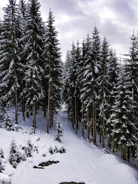 Wide shot of a forest full of pine trees with a blue sky in winter