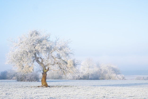 Free photo wide shot of an isolated tree covered in snow in a snowy area. just like a fairytale