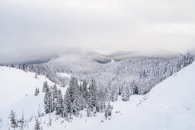 Free photo wide shot of mountains filled with white snow and lots of spruces under a sky