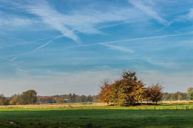 Free Photo wide shot of a park with trees and a blue sky with streaks of clouds