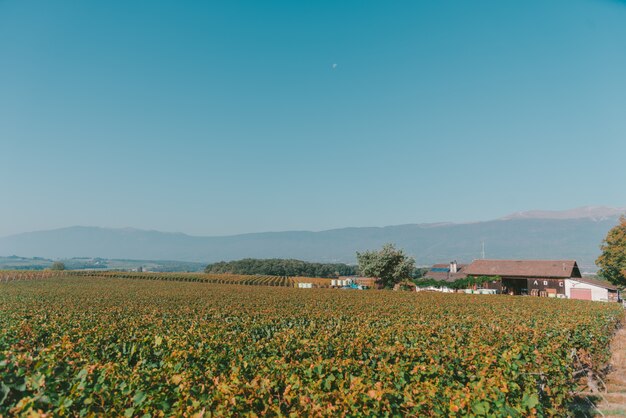 Wide shot of a peaceful field with a house and a clear blue sky in Switzerland