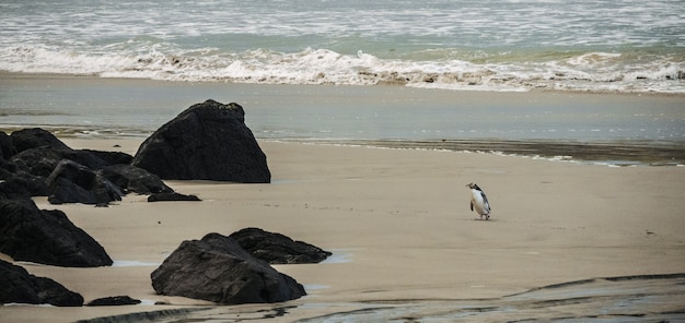 Wide shot of a penguin near black rocks on a sandy coastline by the sea