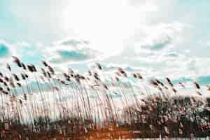 Free photo wide shot of phragmites in a wind with cloudy sky