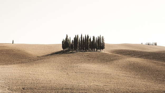 Free photo wide shot of pine trees in a desert field under the clear sky