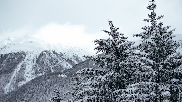 Free photo wide shot of pine trees and mountains covered in snow