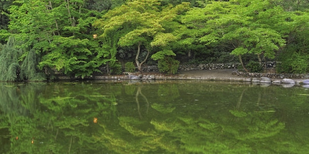 Wide shot of the reflection of the beautiful green trees in a lake