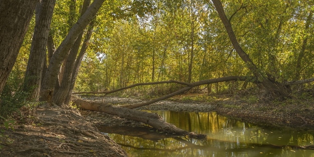 Wide shot of a river in the middle of green leafed trees in the forest at daytime