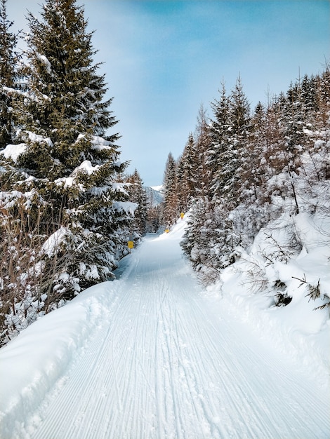 Wide shot of a road surrounded by pine trees with a blue sky in winter