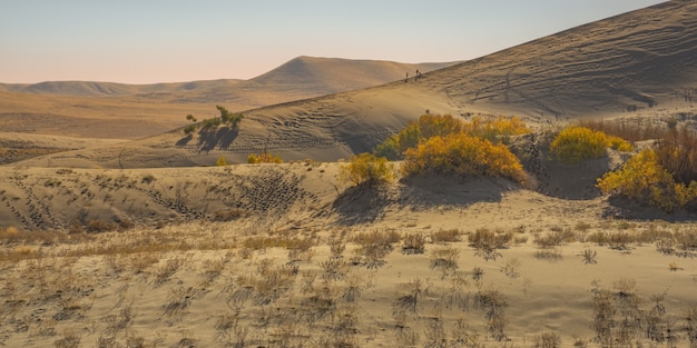 Free Photo wide shot of yellow leafed plants  in the desert with sand dune and mountain