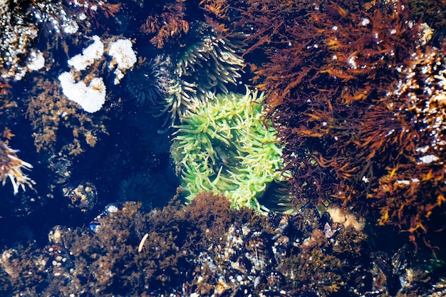 Free Photo wide underwater shot of green and brown coral reefs