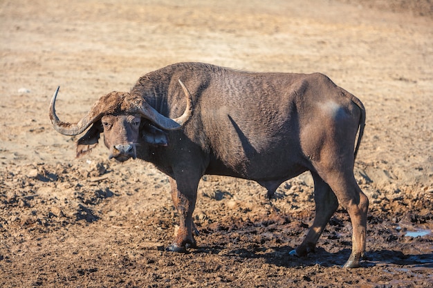 Free photo wild african buffalo.kenya, africa