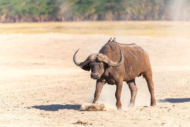 Free photo wild african buffalo in the savanna