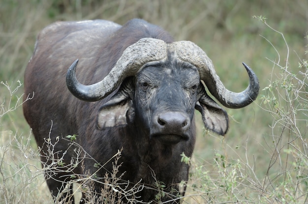 Wild African buffalo