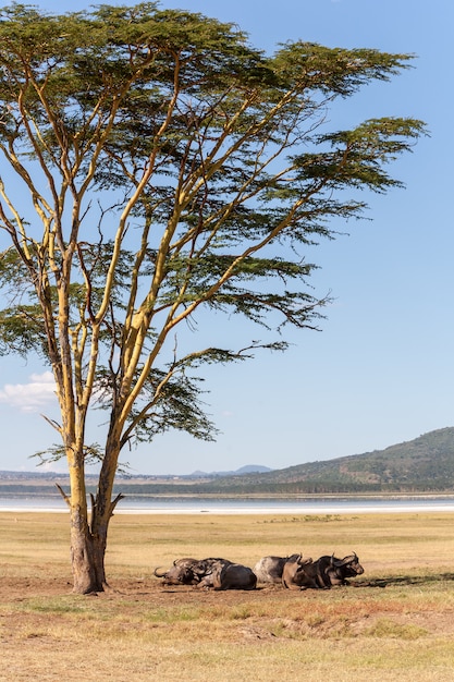 Free photo wild african buffalos in the savanna