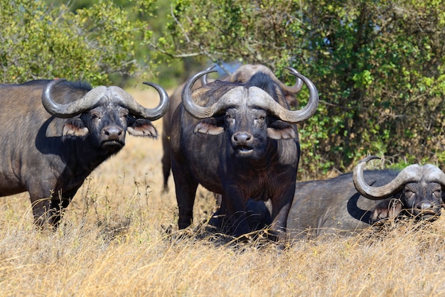 Wild African buffalos