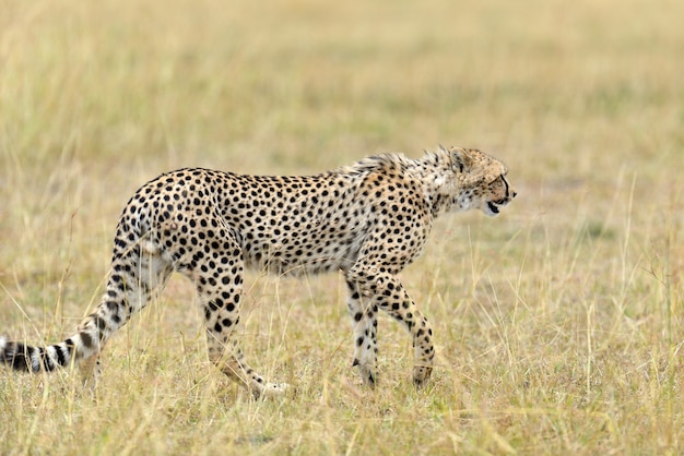 Free photo wild african cheetah, beautiful mammal animal. africa, kenya