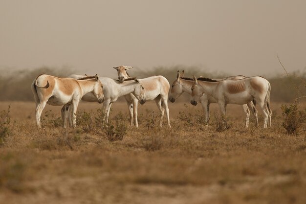 wild asses in the desert