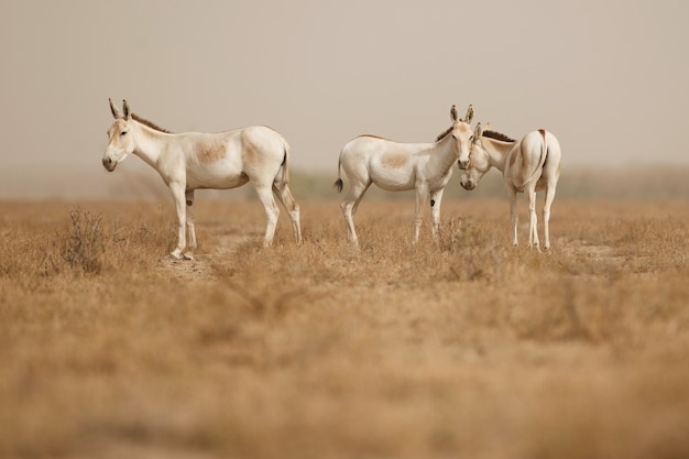 Free photo wild asses in the desert