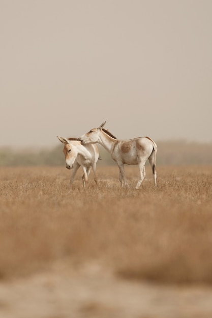 Free photo wild asses in the desert