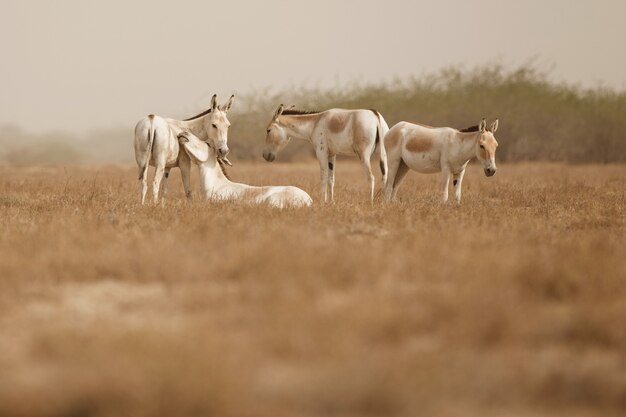 wild asses in the desert