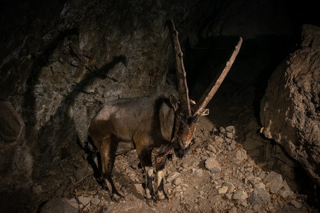 Wild bezoar goat in the nature habitat Bezoar ibex Capra aegagrus