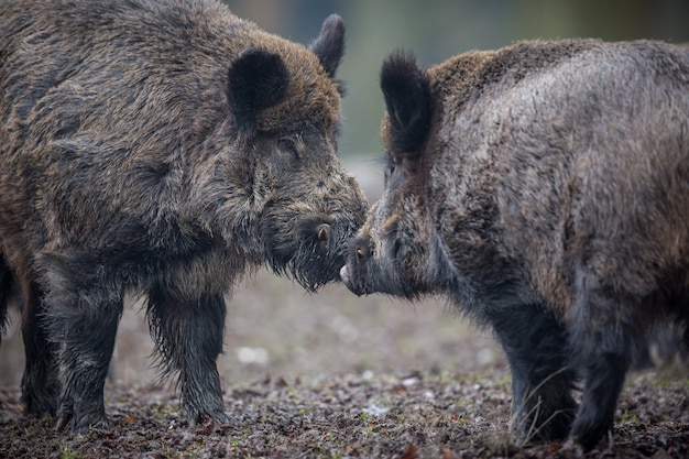 wild boar in the nature habitat dangerous animal in the forest czech republic nature sus scrofa