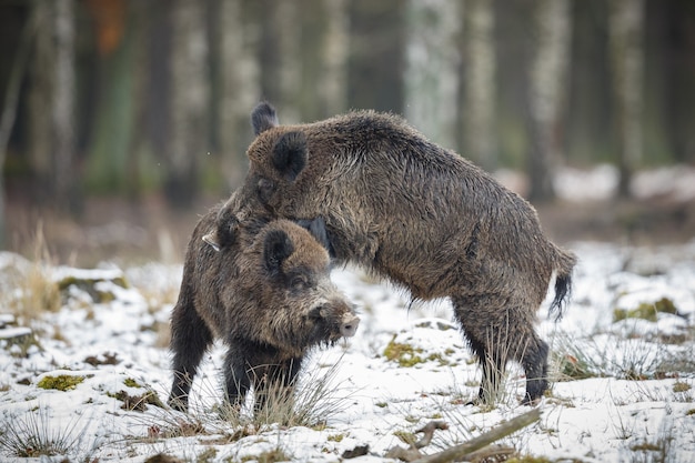 wild boar in the nature habitat dangerous animal in the forest czech republic nature sus scrofa