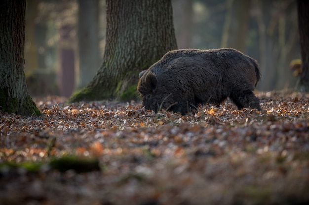 wild boar in the nature habitat dangerous animal in the forest czech republic nature sus scrofa