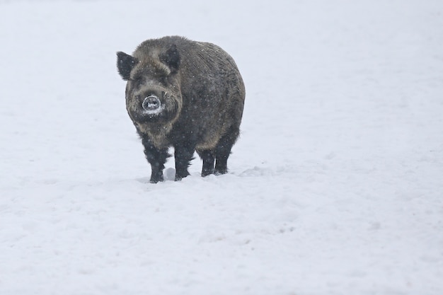 Wild boar in the nature habitat. European wild boar. Sus scrofa.