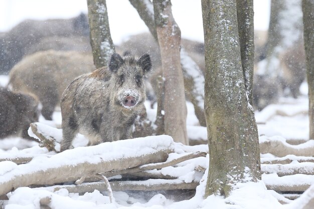 Wild boar in the nature habitat. European wild boar. Sus scrofa.